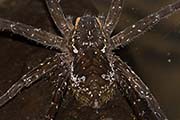 Water Spider (Dolomedes sp) (Dolomedes sp)